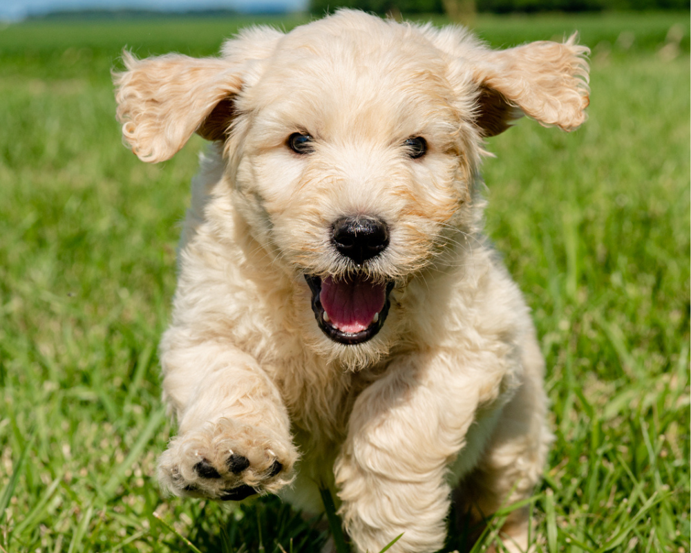 How to Manage Matted Fur on Your Goldendoodle?