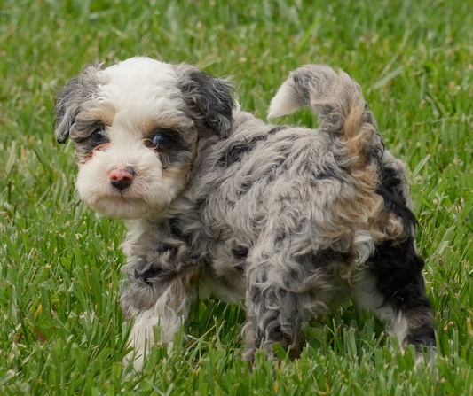 How to Manage Your Dog's Weight?