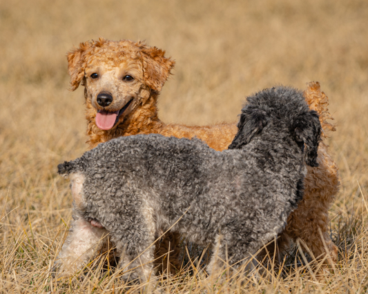 How to Potty Train Your Goldendoodle