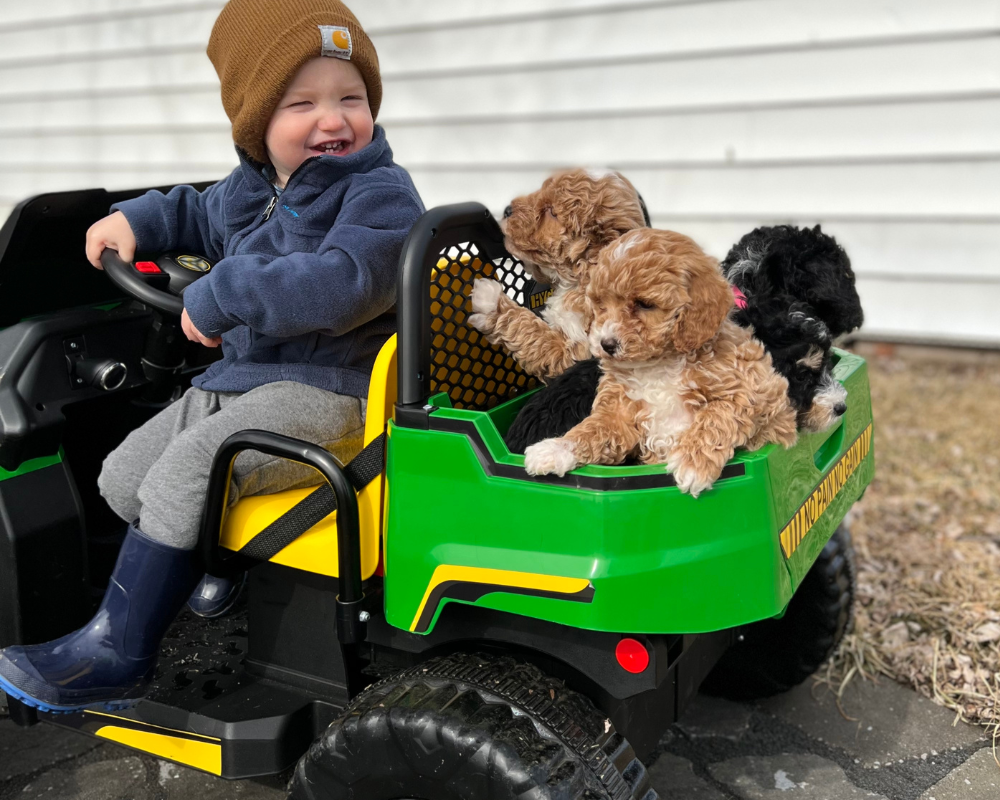 How to Prepare Your Bernedoodle for a Car Ride?