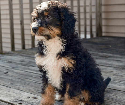 How to Recognize and Prevent Heatstroke in Dogs