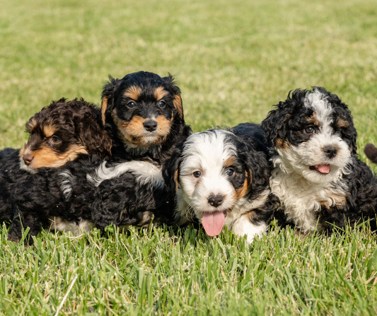 How to Socialize Your Bernedoodle Puppy