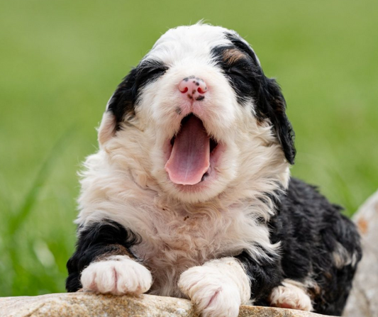 How to Start Training your Puppies?