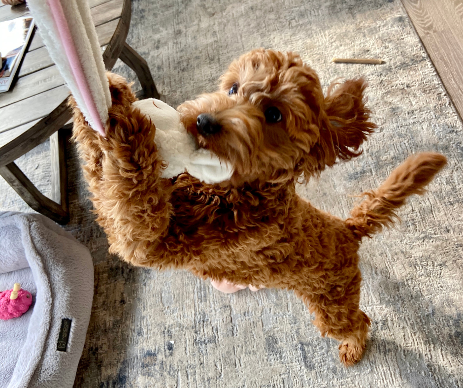 How to Stop Dogs From Chewing?