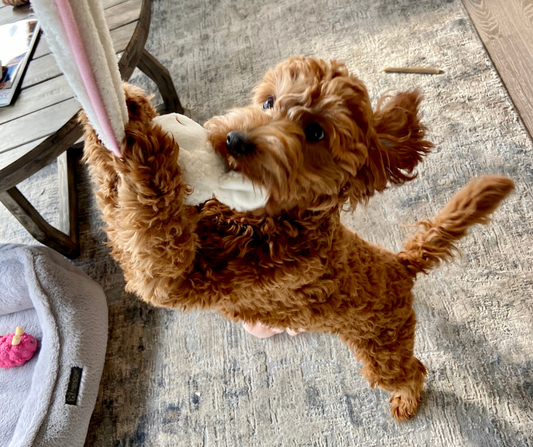 How to Stop Dogs From Chewing?