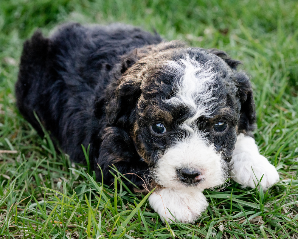 How to Teach Your Bernedoodle Basic Commands and Tricks
