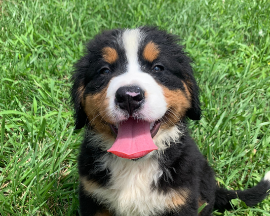 How to Treat Dogs with Allergies?