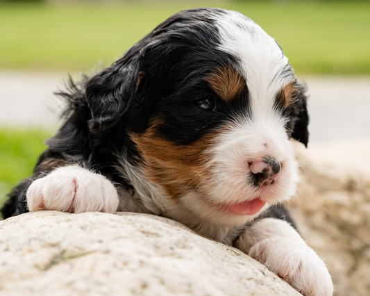 How to Treat Yeast Infections in Your Bernedoodle