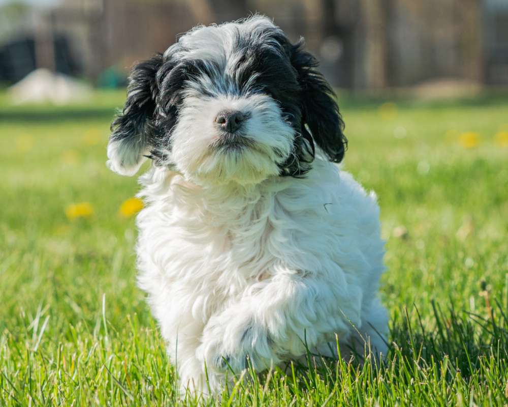How to Treat Your Dog with Dry and Flaky Skin?