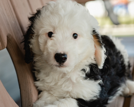 Is Pica Common in Bernedoodles?