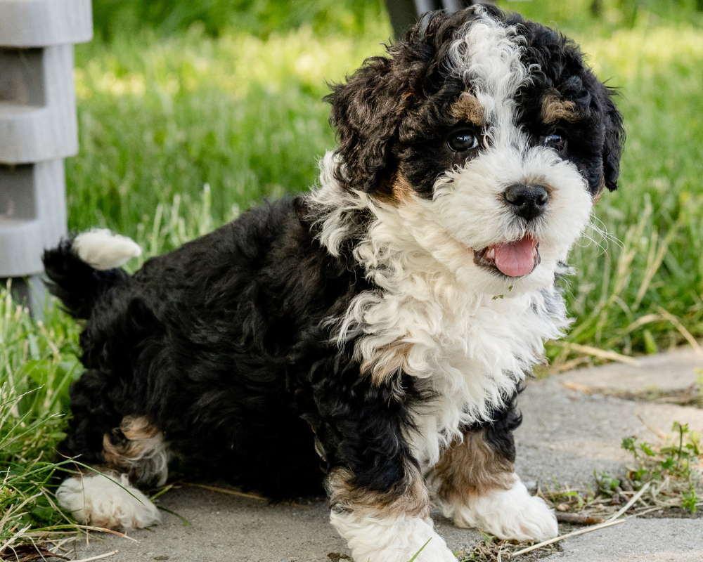 Keeping Your Bernedoodle Happy and Healthy