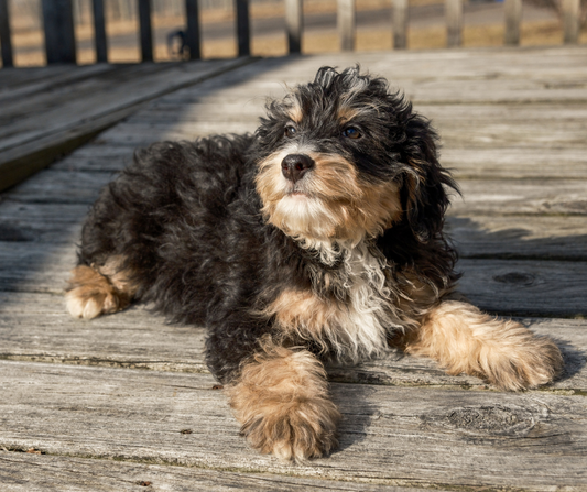Managing Bernedoodle Barking in Apartment Living
