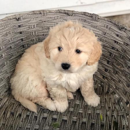 Goldendoodles are great companian dogs!