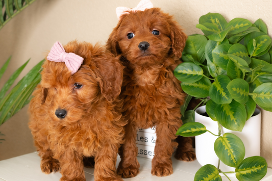 Meet the Cutest Micro Goldendoodle Puppies in the Midwest