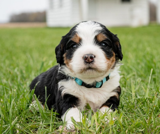 Meet the F1 Bernedoodle