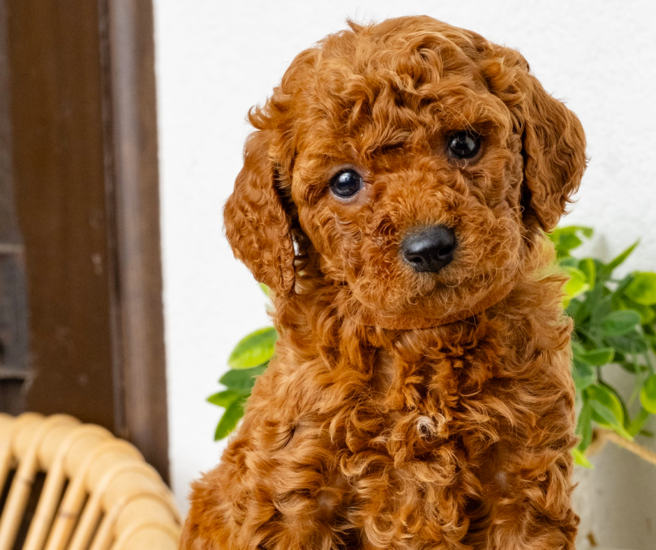 Meet the F1 Goldendoodle