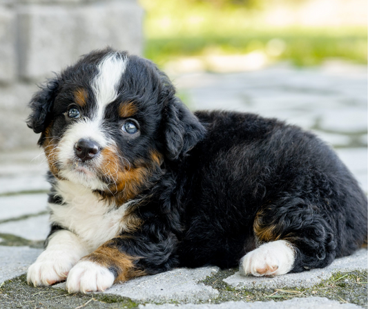 Meet the F1B Bernedoodle