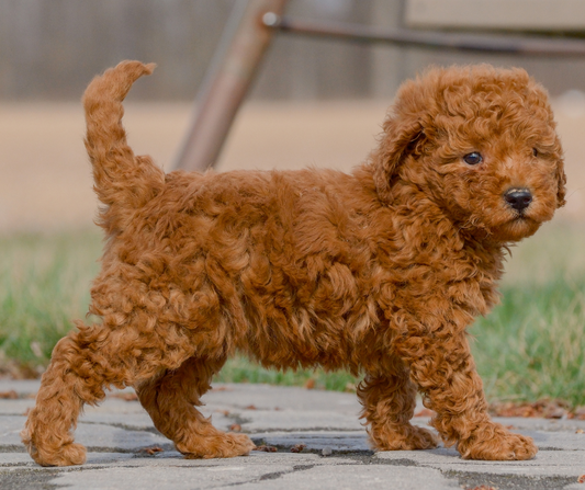 Meet the F1B Goldendoodle