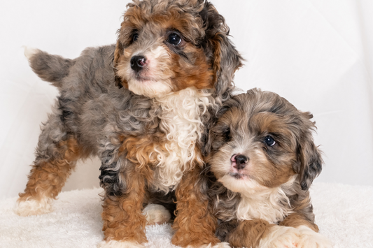 Meet the Sweetest Micro Bernedoodle Puppies in the Midwest