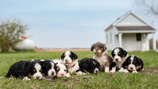 Benefits of Purchasing from a Small Breeder