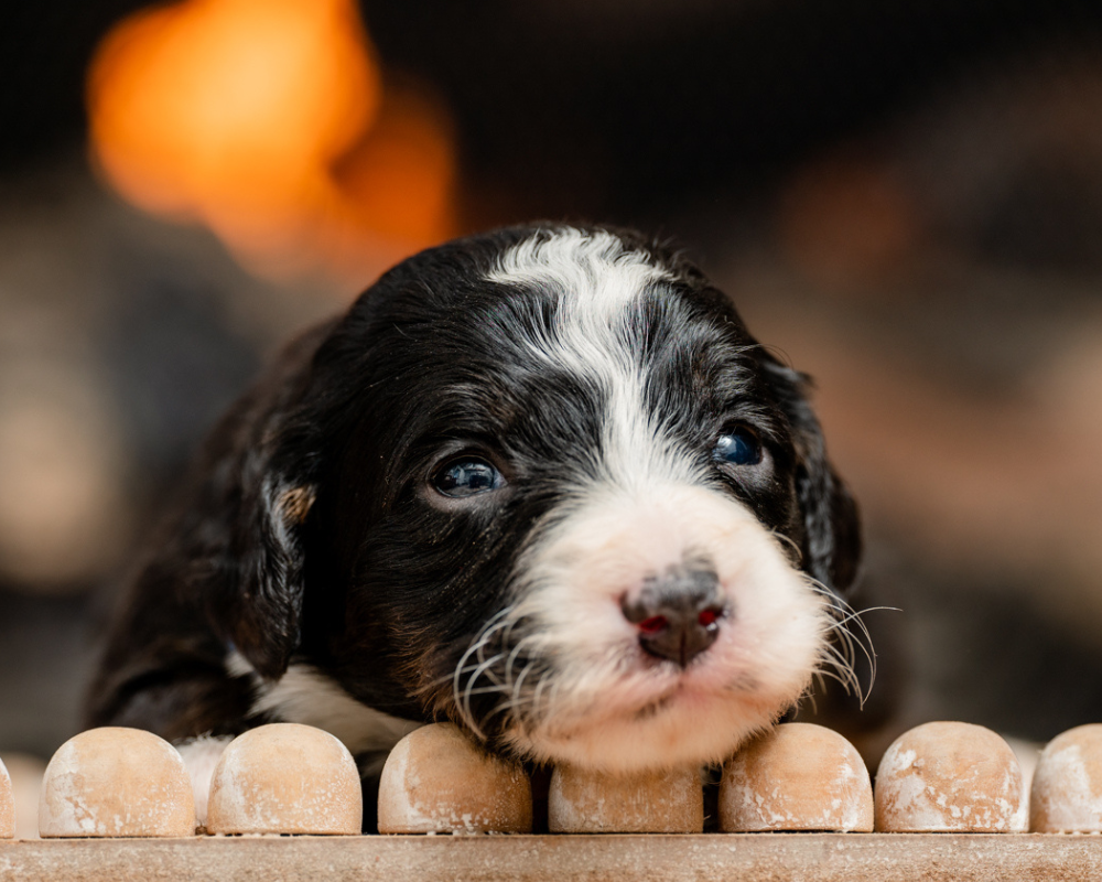 Nail Trimming and Paw Care: Keeping Your Bernedoodle's Feet Healthy