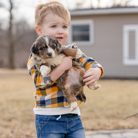 When Do Bernedoodles Stop Growing?