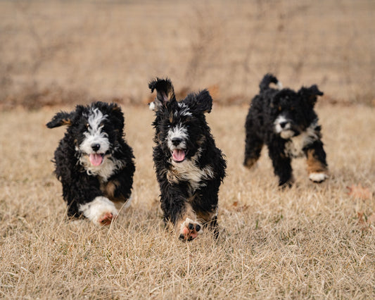 Bernadoodle Exercise
