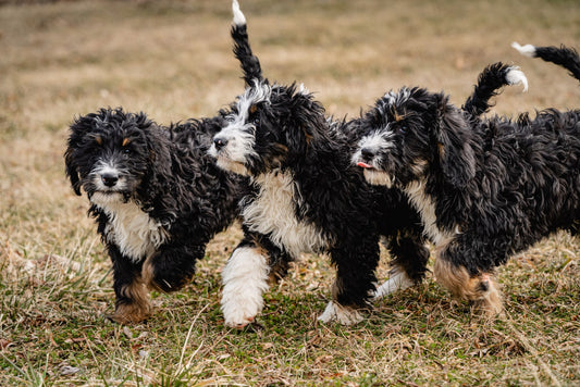 Why Having a Bernadoodle Can Boost Your Childs Health?
