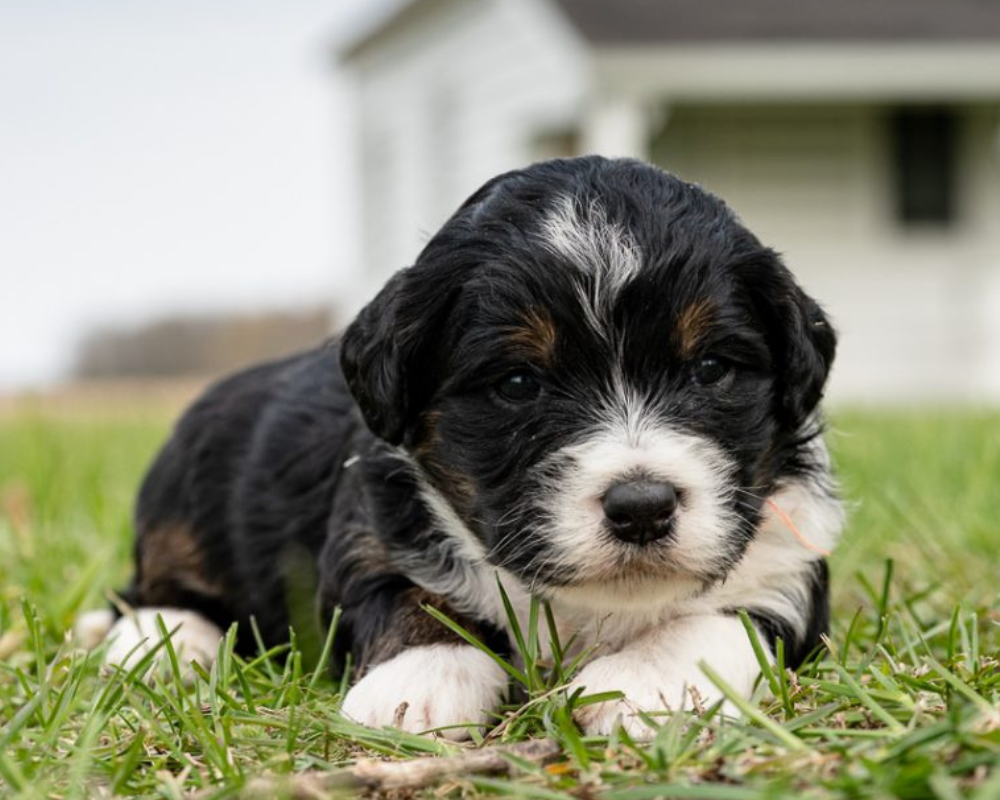 Raising a Micro Bernedoodle: Tips for Owners of Petite Pups