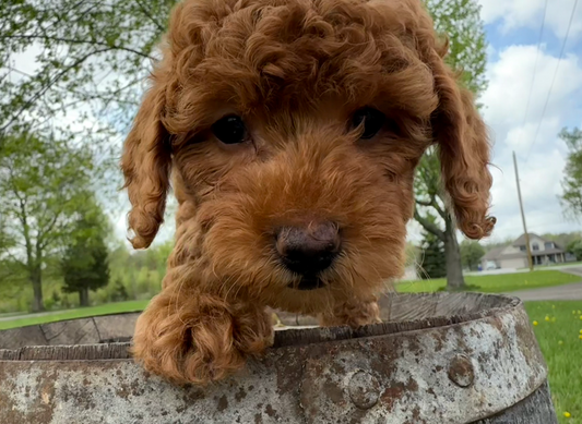 Are Goldendoodles Hypoallergenic?
