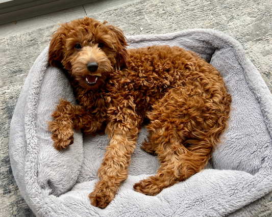 Should You Shave Your Doodle?