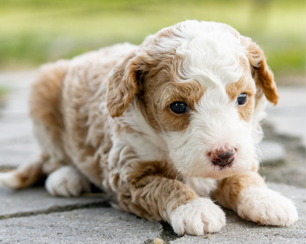 Strategies for Preventing Boredom in Goldendoodles