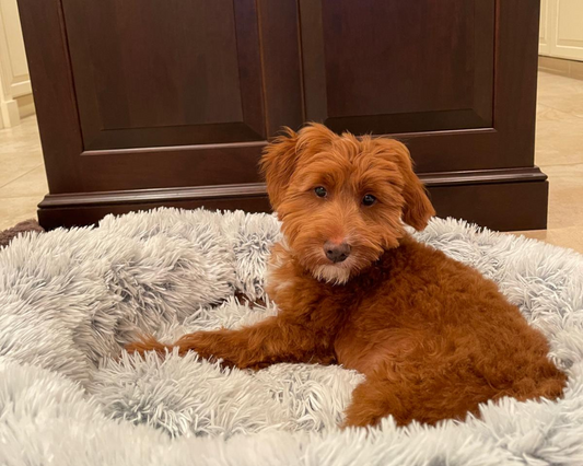 Surviving the First Year with Your Goldendoodle Puppy