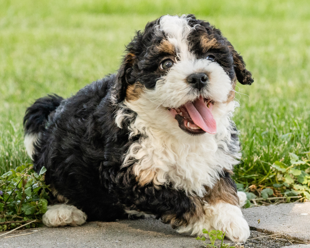 Teaching Your Bernedoodle Boundaries: Setting Rules and Limits