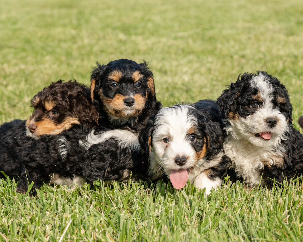 The Art of Bathing Your Bernedoodle: Techniques and Products