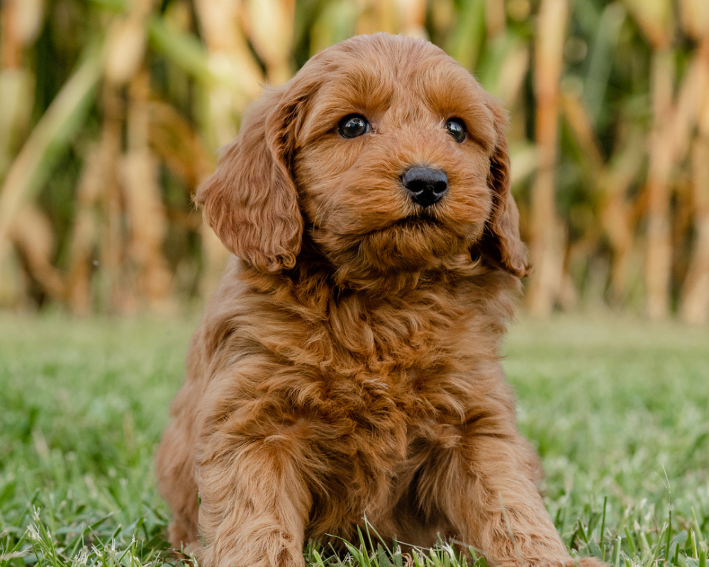 The Goldendoodle Family: Nurturing Your Doodle's Unique Personality