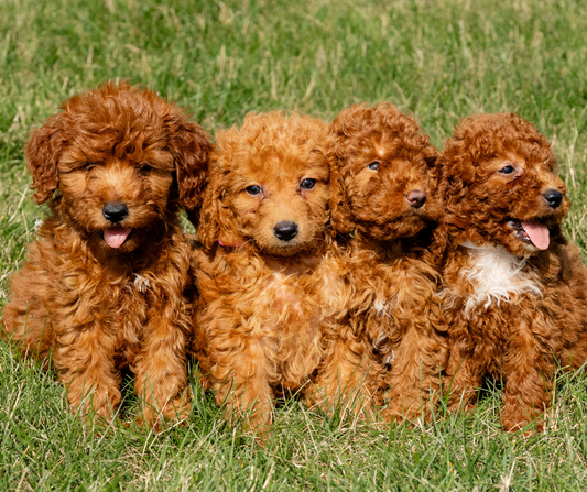 The Ultimate Guide on Grooming Your Goldendoodle