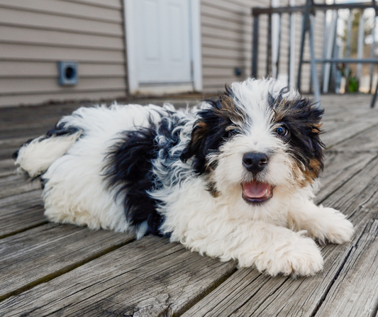 Top 10 Tips for Raising Your Bernedoodle in a Small Apartment