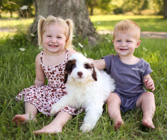 Top 5 Reputable Bernedoodle Breeders in Indiana