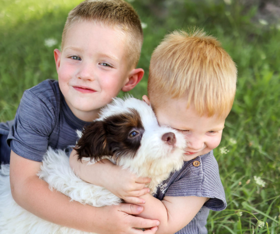 Top 5 Reputable Goldendoodle Breeders in Indiana