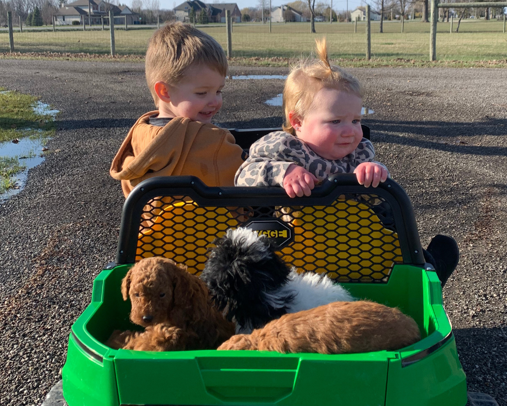 Traveling with Your Goldendoodle: How to Make It a Positive Experience
