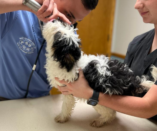 What are the Five Common Mistakes Veterinarians See Dog Owners Make?