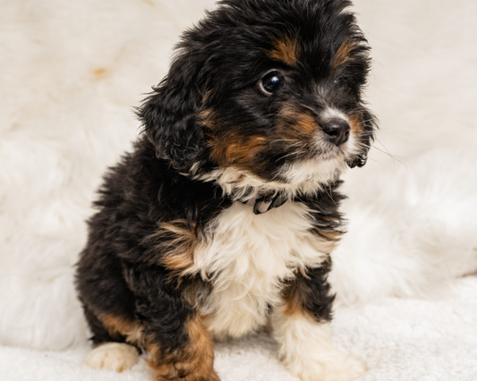 What are Dog Whiskers For?