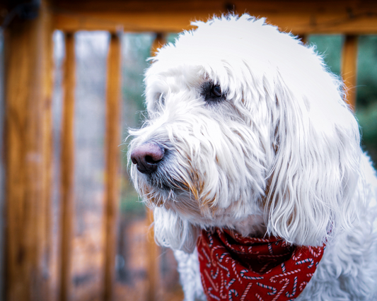 What Breeds Get Along with Goldendoodles?