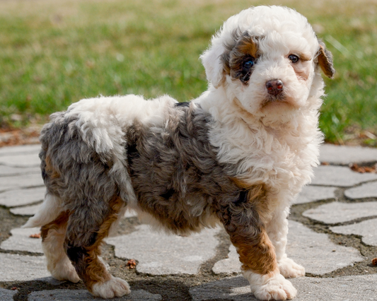What Colors Can Your Bernedoodle See?