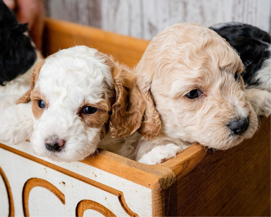 What Do You Need to Know About Getting a New Puppy