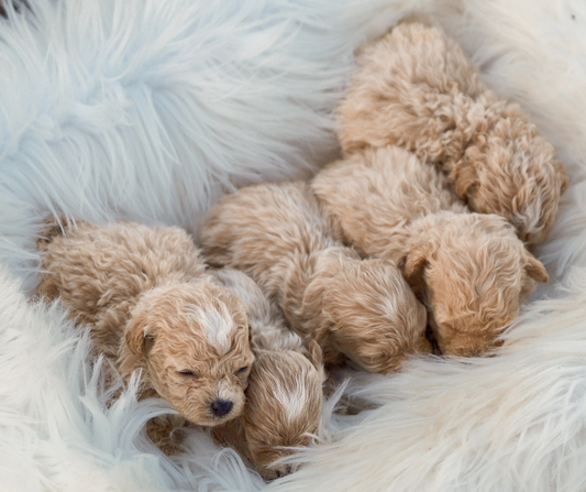 What Every Pet Owners Need to Know About Vaccines