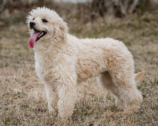 What Items Should You Have in Your Goldendoodle First Aid Kit