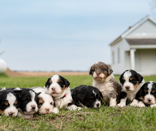 What Makes Bernedoodles Great Dogs?