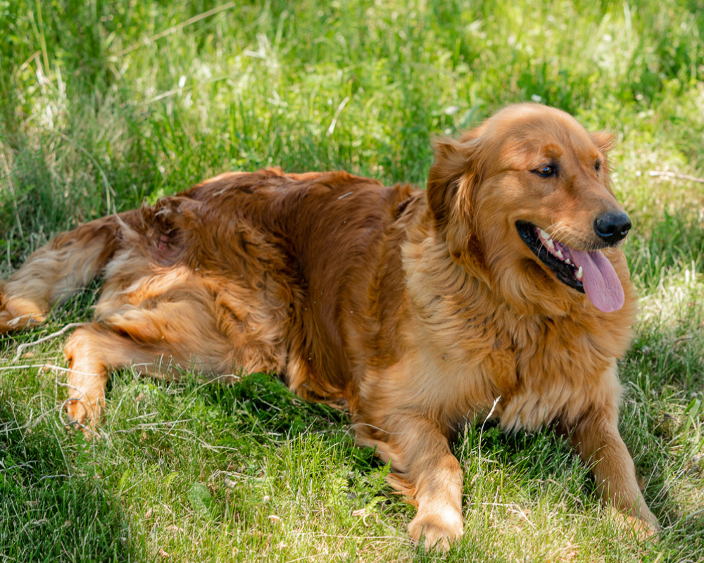 What Makes the F1B Goldendoodle Special?